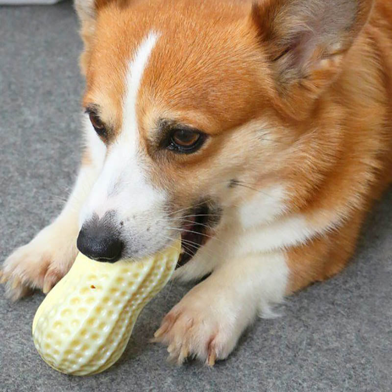 Peanut Squeaky Chew Toy